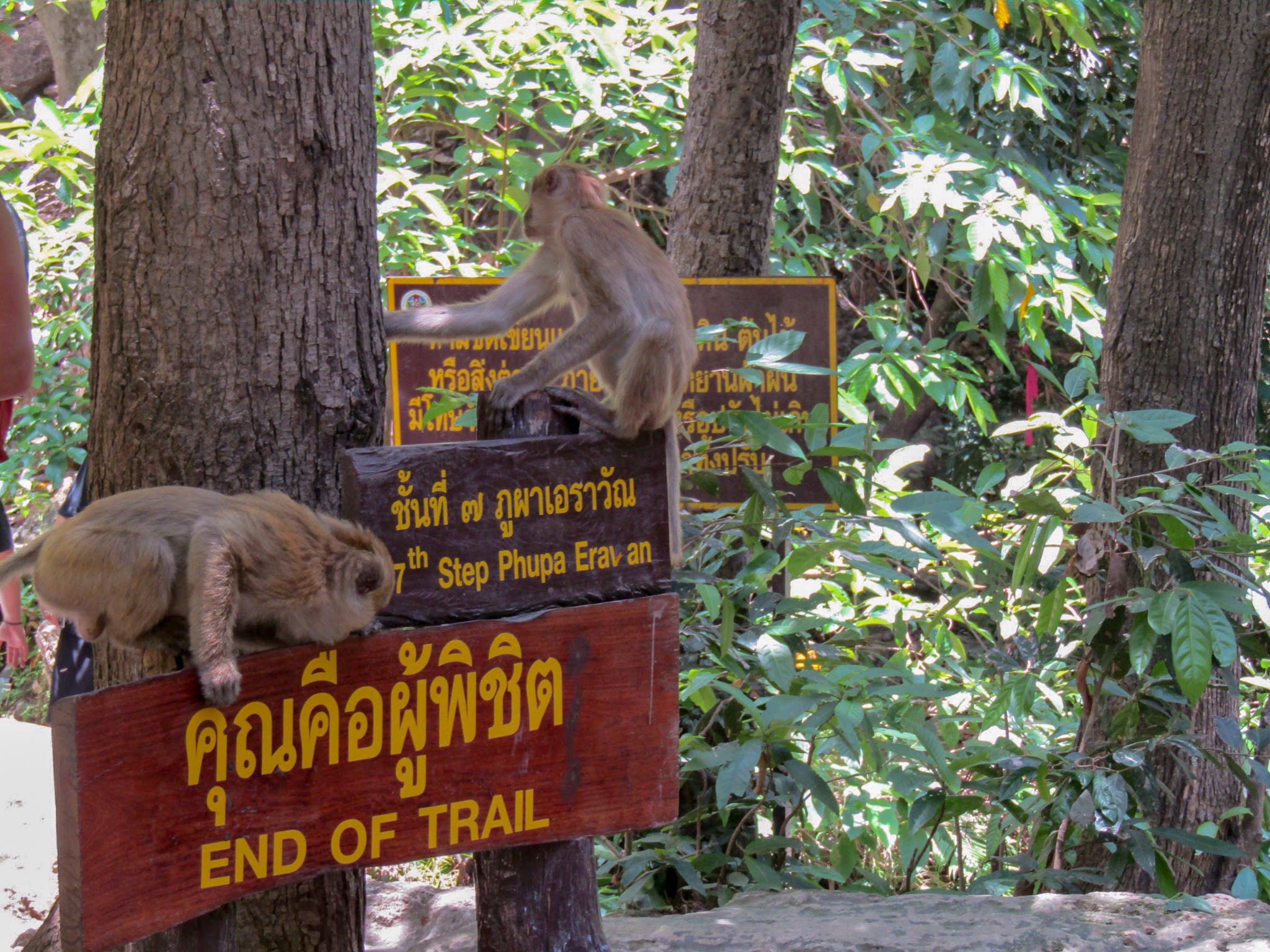 River Kwai Jungle Rafts